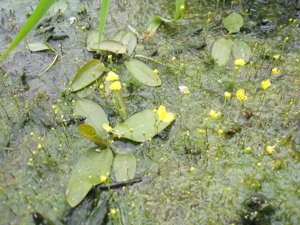 Foto de Utricularia gibba (Utricularia gibbas)