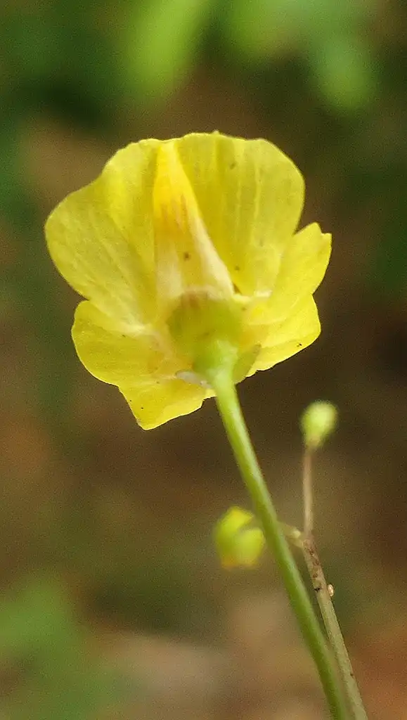 Foto de Utricularia gibba (Utricularia gibbas)