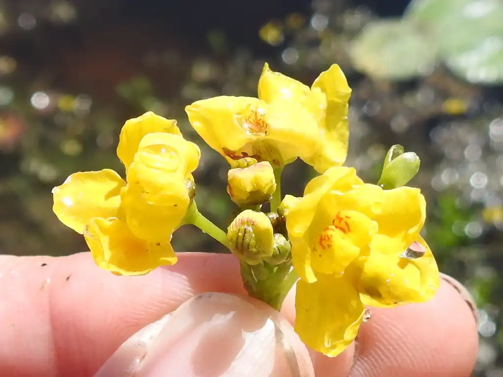 Photo of Utricularia inflata (Utricularia inflatas)