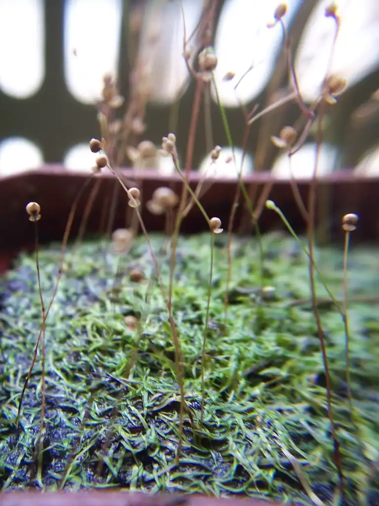 Фото Utricularia subulata (Utricularia subulatas)