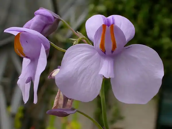 Photo of Utricularia (Utricularias)