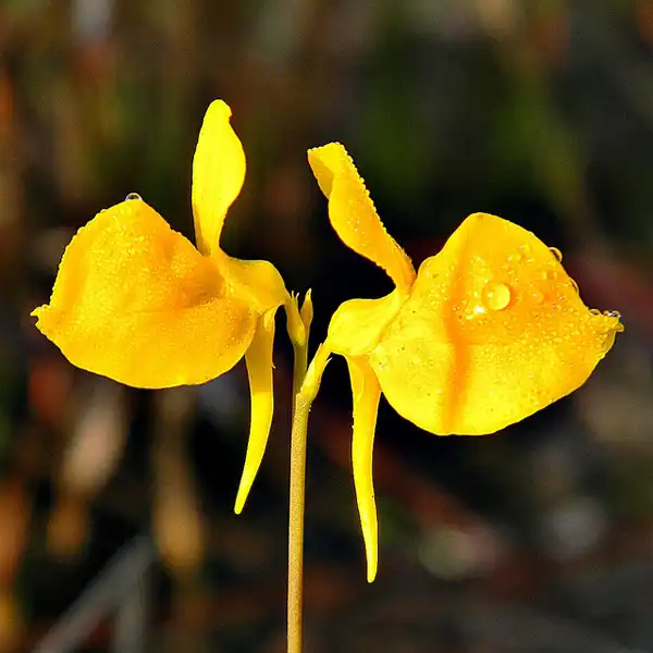Photo of Utricularia (Utricularias)