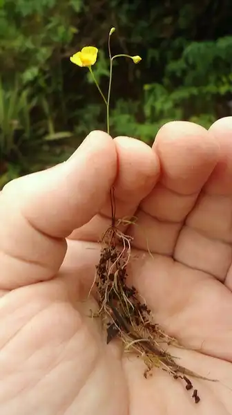 Photo of Utricularia - Utricularia gibba:Alex Popovkin