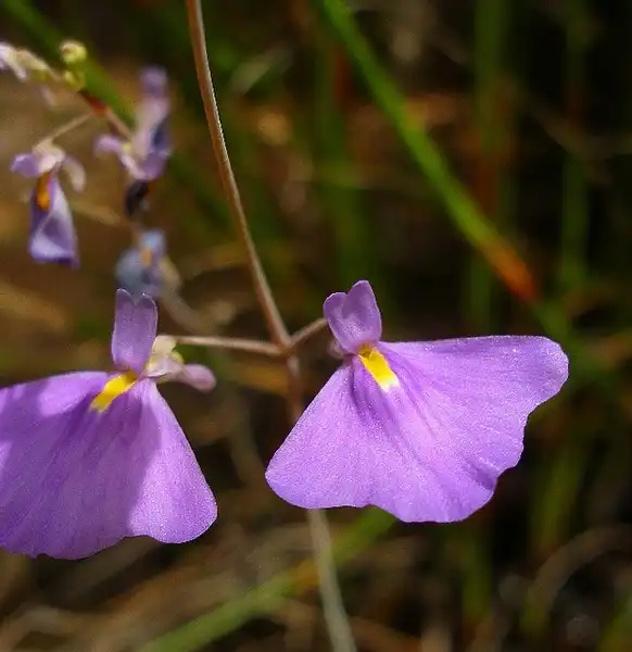 Photo of Utricularia - Utricularia leptorhyncha:eyeweed
