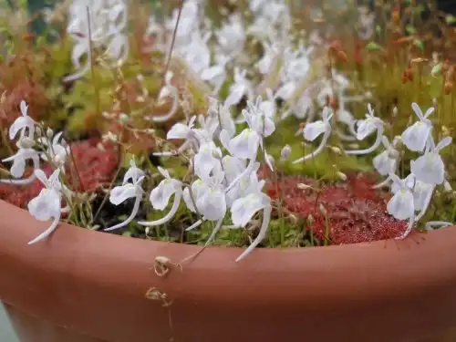 Photo of Utricularia - Utricularia sandersonii:Niek Hanckmann