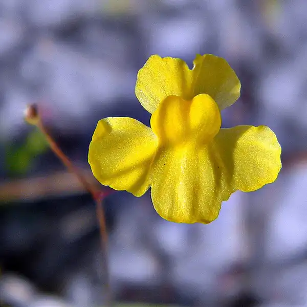 Photo of Utricularia - Utricularia subulata:Bob Peterson