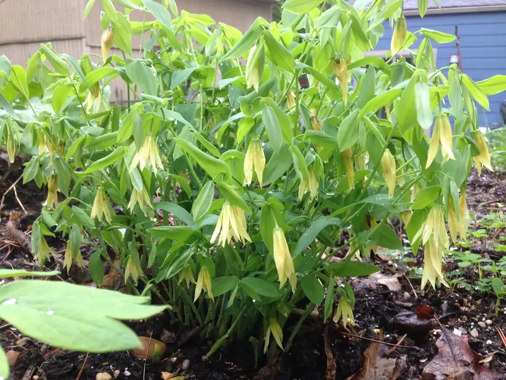 Photo of Uvularia grandiflora (Uvularia grandifloras)