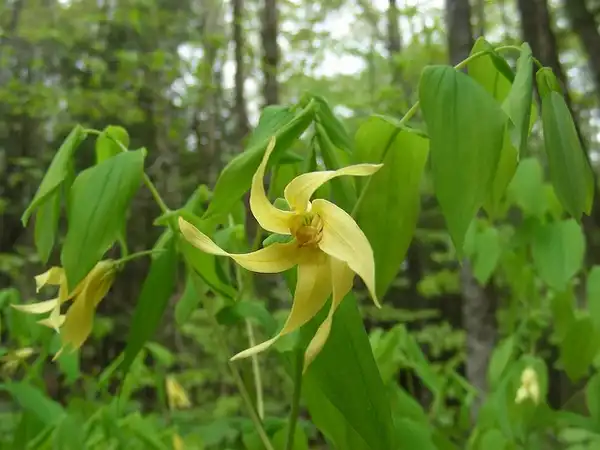 Photo of Uvularia grandiflora (Uvularia grandifloras)