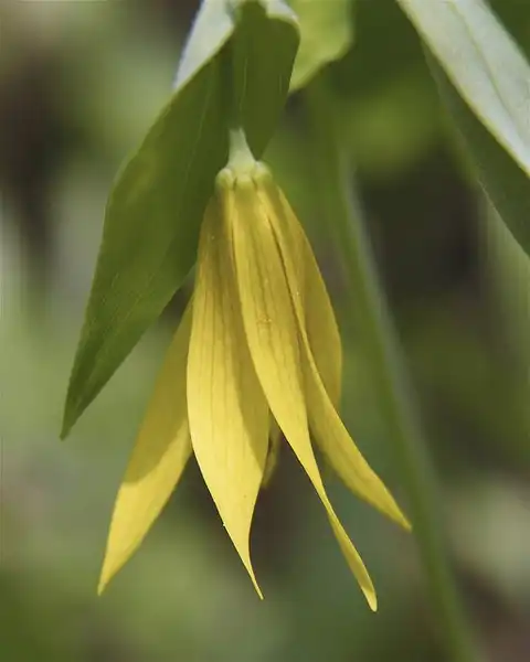 Photo of Uvularia grandiflora - Flowers:Dan Mullen