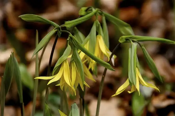 Photo of Uvularia grandiflora - Flowers:Dan Mullen