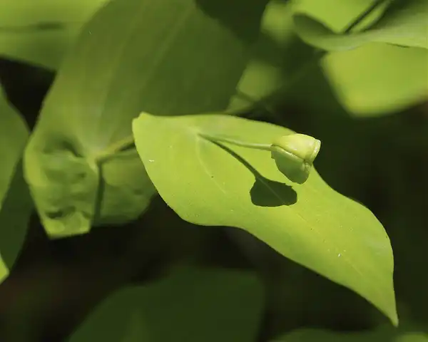 Photo of Uvularia grandiflora - Leaves and fruit:Dan Mullen