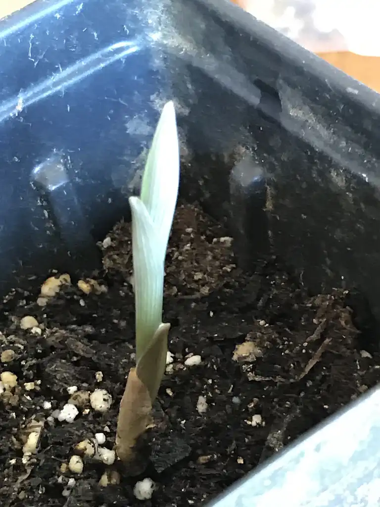 Photo of Uvularia grandiflora - New spring growth:K. Andre