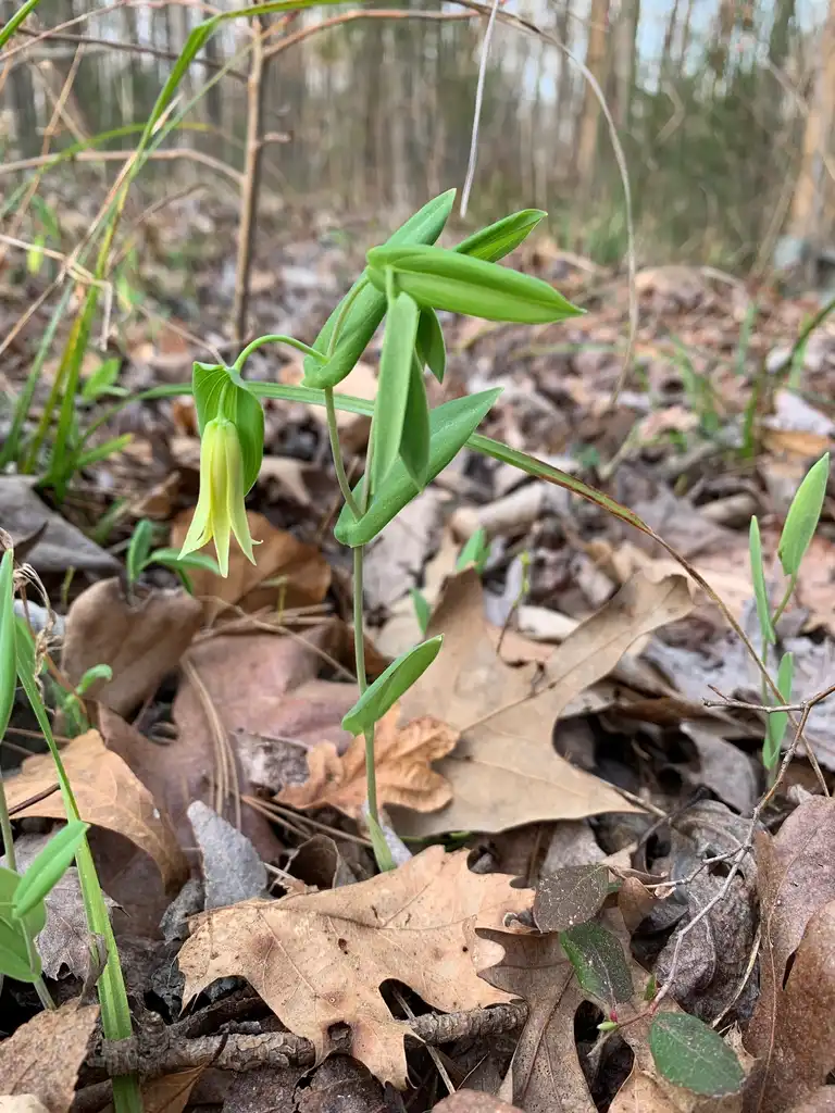 Фото Uvularia perfoliata (Uvularia perfoliatas)