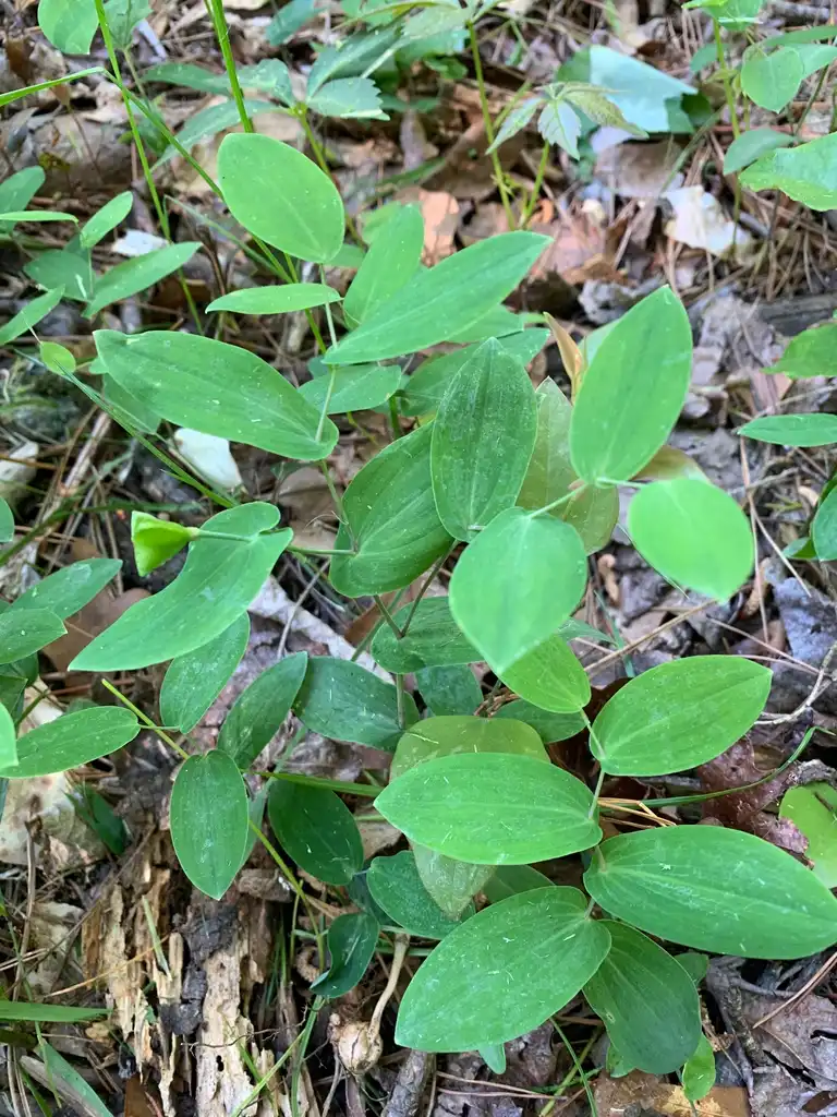 Фото Uvularia perfoliata (Uvularia perfoliatas)