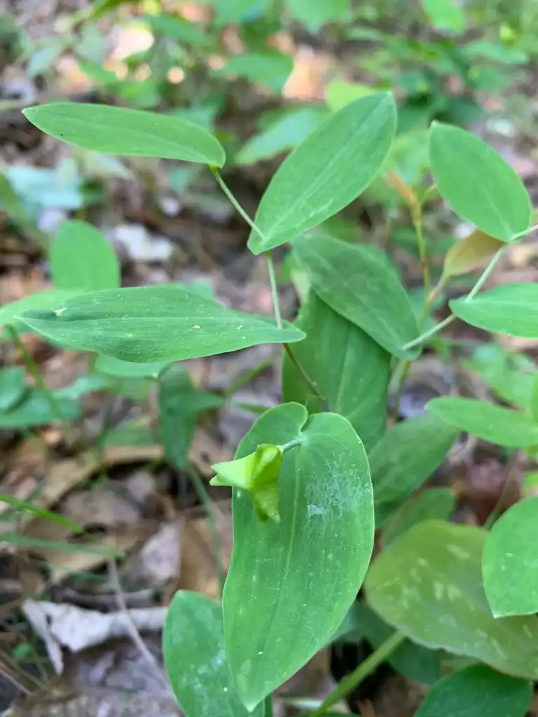 Фото Uvularia perfoliata - Leaves and Bud Close-Up (Union County,NC):Kristyna Culp