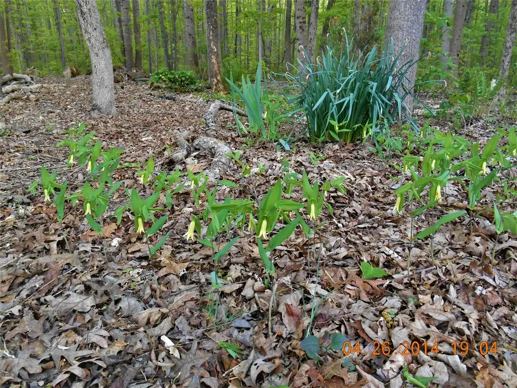 Фото Uvularia perfoliata - colony of blooms, spring, Iredell County, NC:Eva Munday