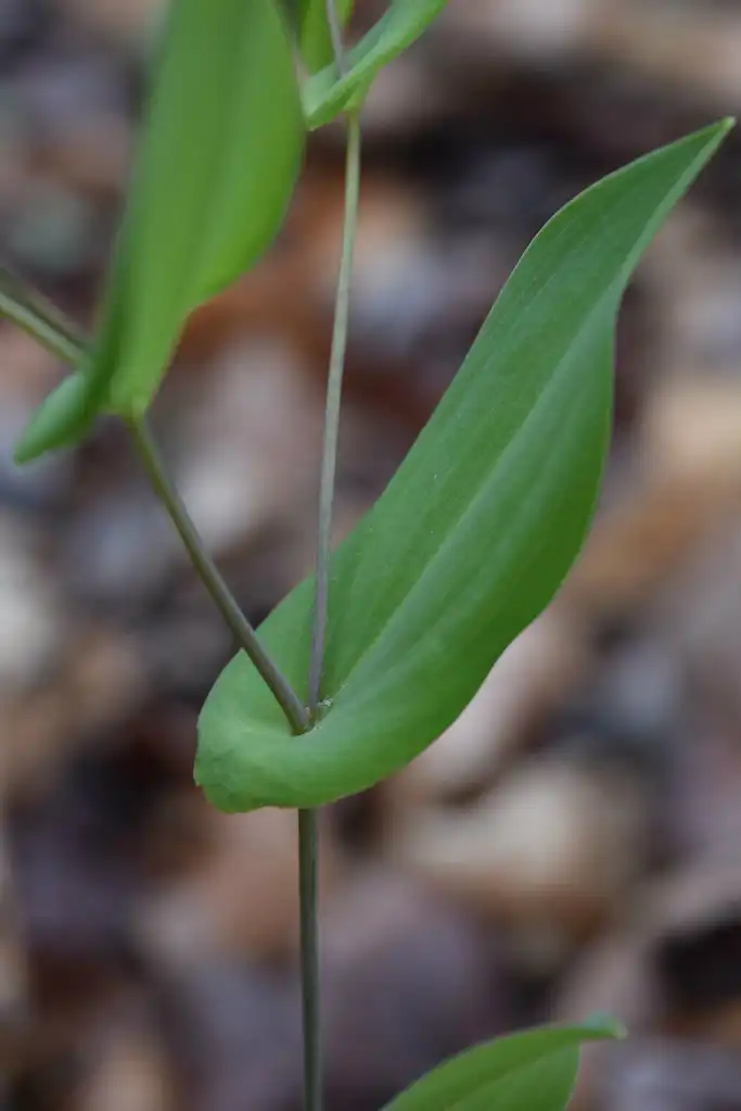 Фото Uvularia perfoliata - Stem and leaf:Stephanie Harvey
