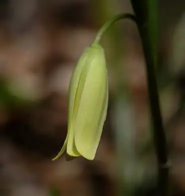 Фото Uvularia puberula (Uvularia puberulas)