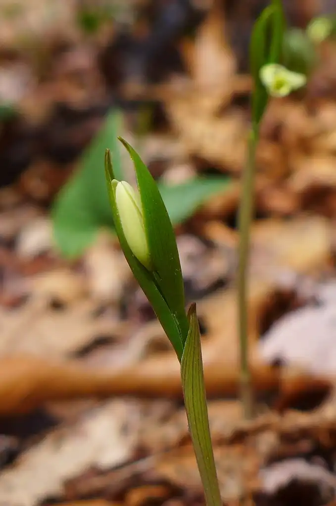 Фото Uvularia puberula (Uvularia puberulas)