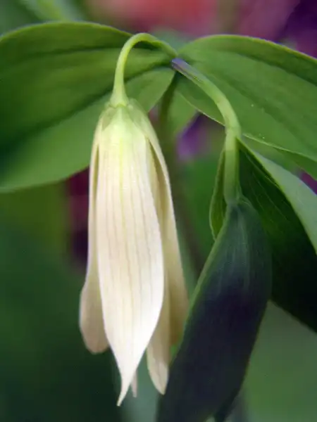 Foto de Uvularia sessilifolia (Uvularia sessilifolias)