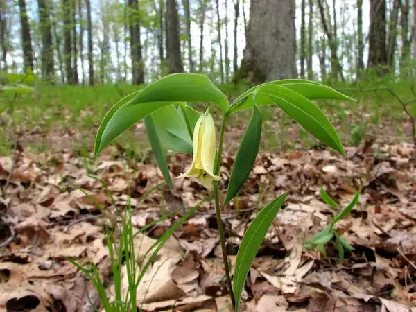 Foto de Uvularia sessilifolia (Uvularia sessilifolias)