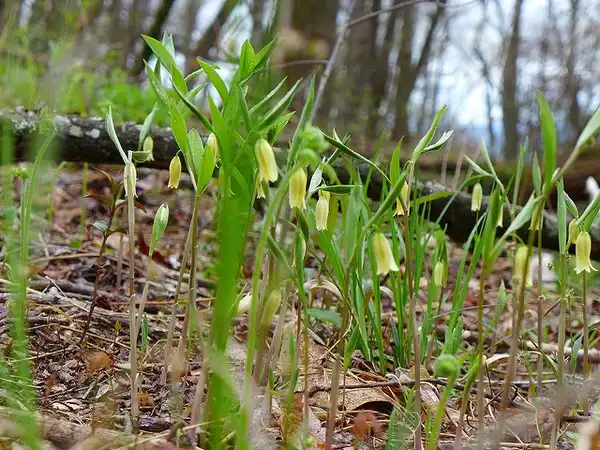 Foto de Uvularia sessilifolia - :Brenda Wiley