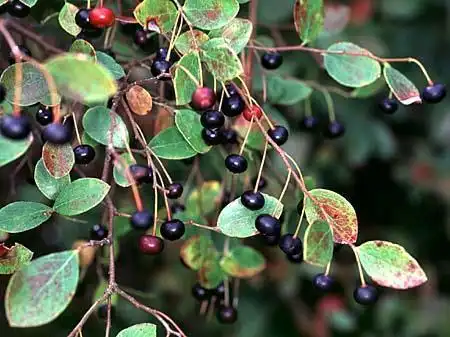 Фото Vaccinium arboreum (Vaccinium arboreums)