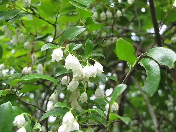 Фото Vaccinium arboreum - Flowers:Buddha Dog