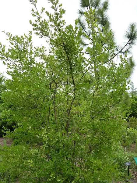 Фото Vaccinium arboreum - Form:James Steakley