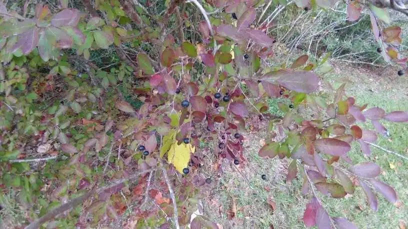 Фото Vaccinium arboreum - Fall leaf color:Jim Robbins