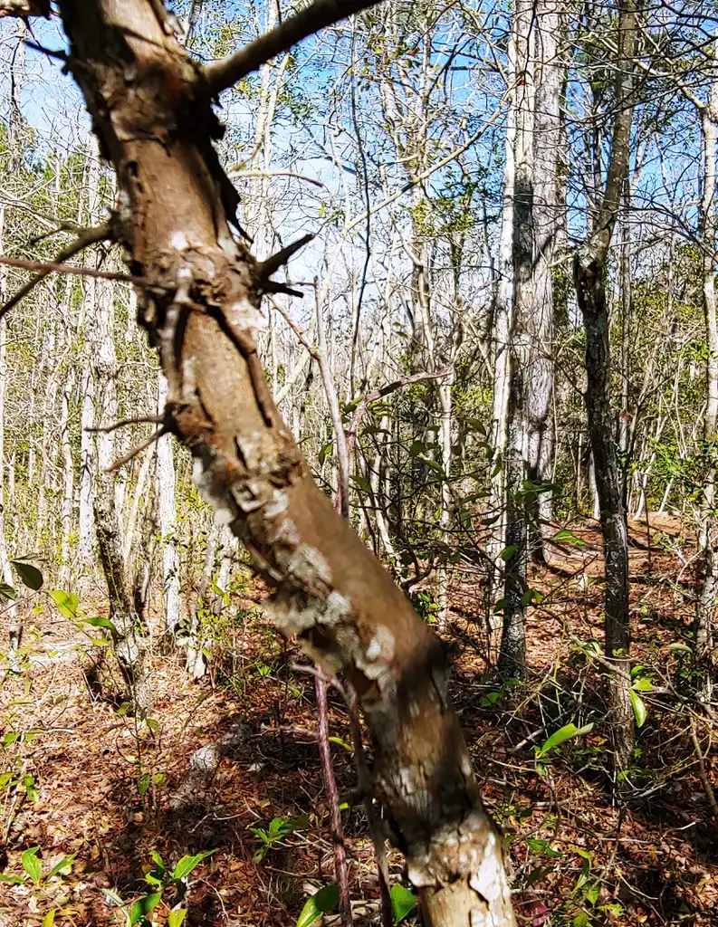 Фото Vaccinium arboreum - bark in winter Brunswick Nature Park:skdavidson