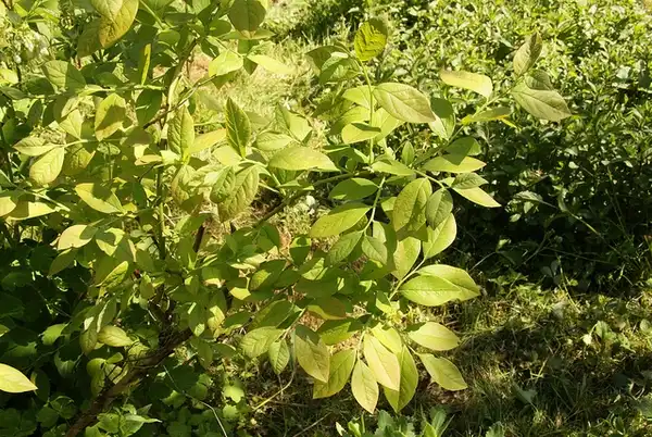 Photo of Vaccinium corymbosum (Vaccinium corymbosums)