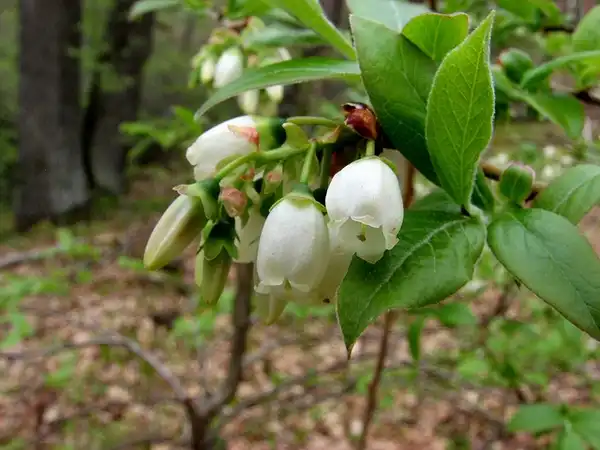 Photo of Vaccinium corymbosum (Vaccinium corymbosums)