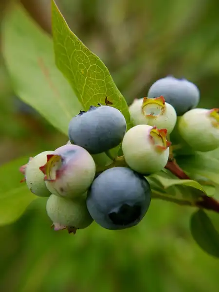 Photo of Vaccinium corymbosum - Vaccinium corymbosum:Rob Thurman