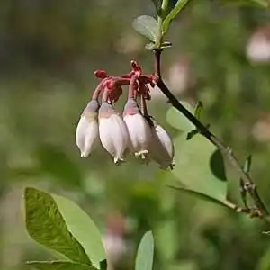 Photo of Vaccinium corymbosum - Vaccinium corymbosum blooms:Debbie Roos