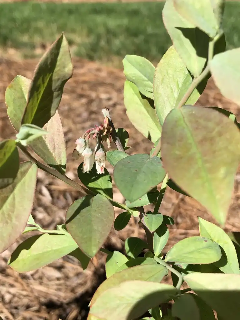 Photo of Vaccinium corymbosum - Flowers (Durham, NC):Andrea Laine