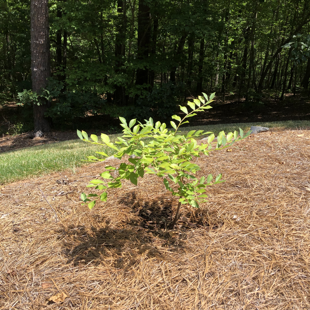 Photo of Vaccinium corymbosum - Form (Durham County,NC)-Mid Summer:Andrea Laine