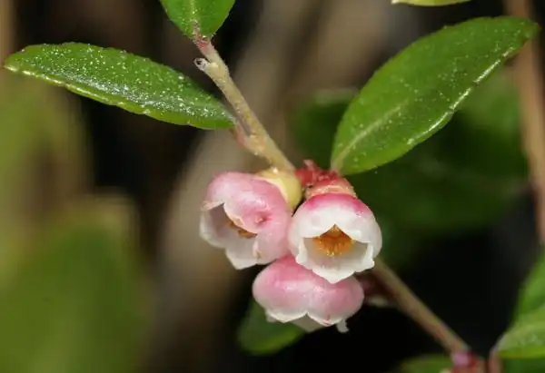 Фото Vaccinium crassifolium (Vaccinium crassifoliums)