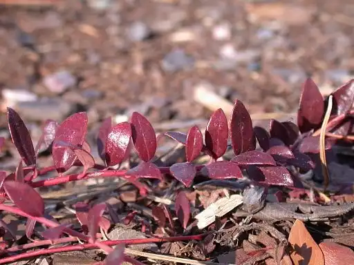 Фото Vaccinium crassifolium (Vaccinium crassifoliums)