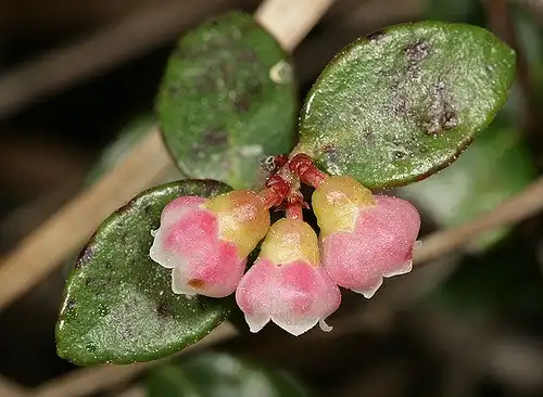 Фото Vaccinium crassifolium - Vaccinium crassifolium buds:Patrick Coin