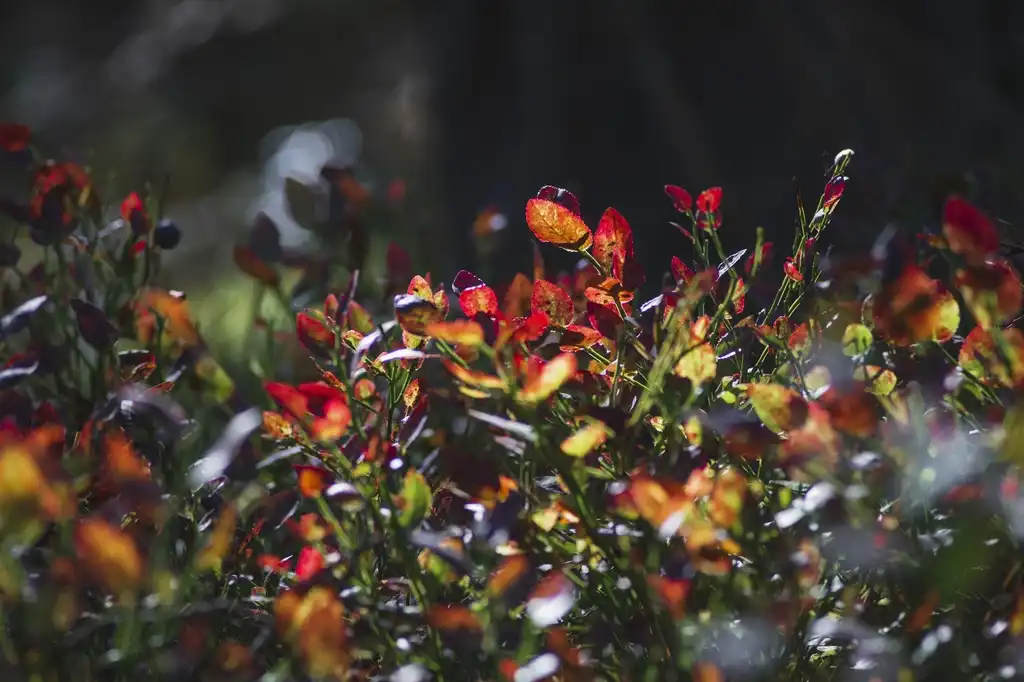 Фото Vaccinium crassifolium - Foliage:Olli Kilpi on Unsplash