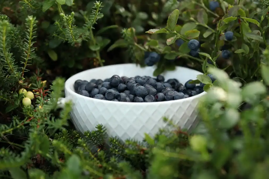 Фото Vaccinium crassifolium - Fruits:Elisa on Unsplash