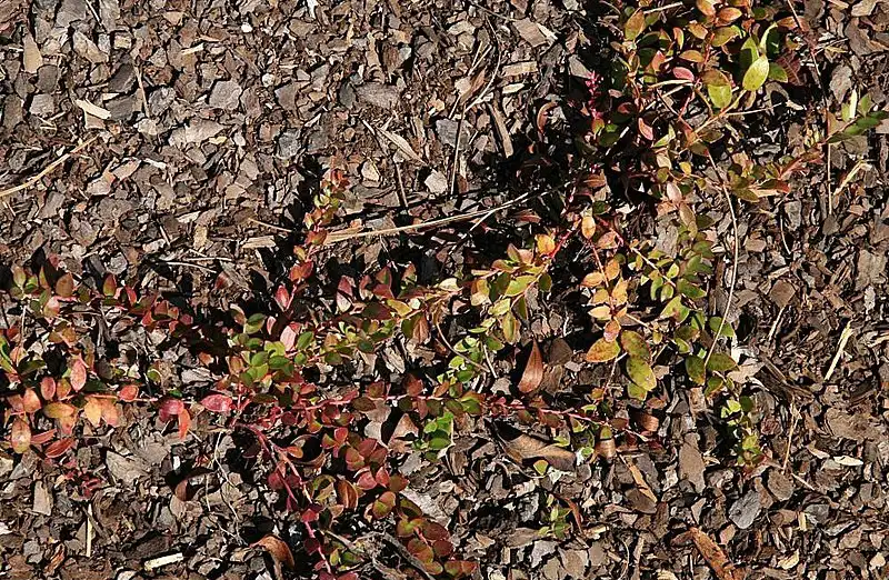 Фото Vaccinium crassifolium - Habit:David J. Stang