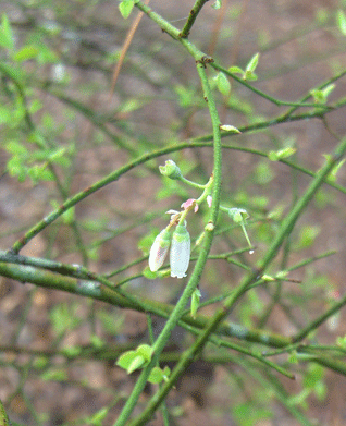 Фото Vaccinium elliottii (Vaccinium elliottiis)