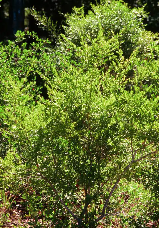 Фото Vaccinium elliottii (Vaccinium elliottiis)