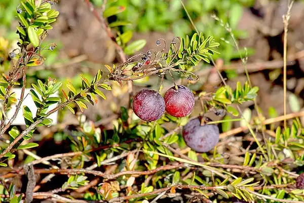 Фото Vaccinium macrocarpon (Vaccinium macrocarpons)