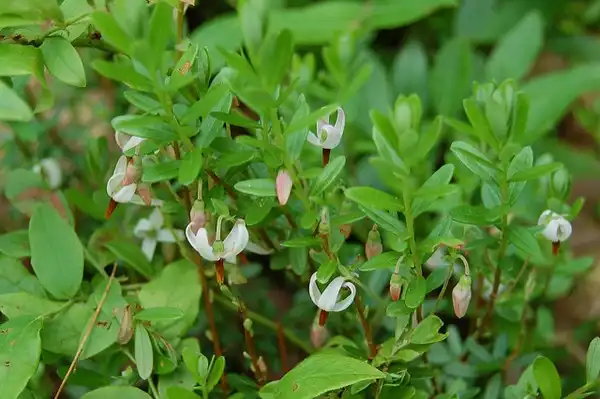 Фото Vaccinium macrocarpon (Vaccinium macrocarpons)