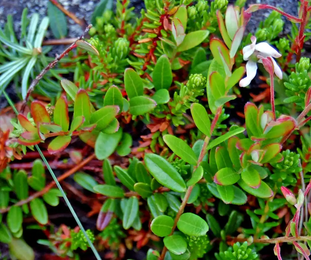 Фото Vaccinium macrocarpon - Vaccinium macrocarpon:Jill Lee