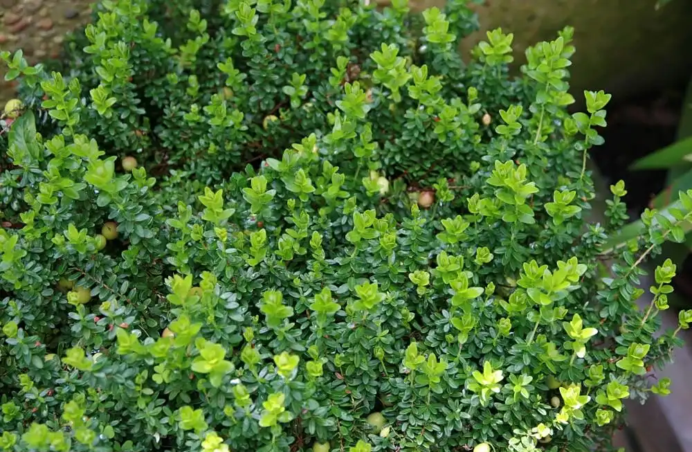 Фото Vaccinium macrocarpon - Form:Joshua Mayer