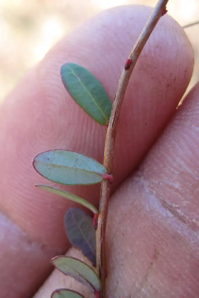 Фото Vaccinium macrocarpon - Stem:Rob Routledge, Sault College, Bugwood.org